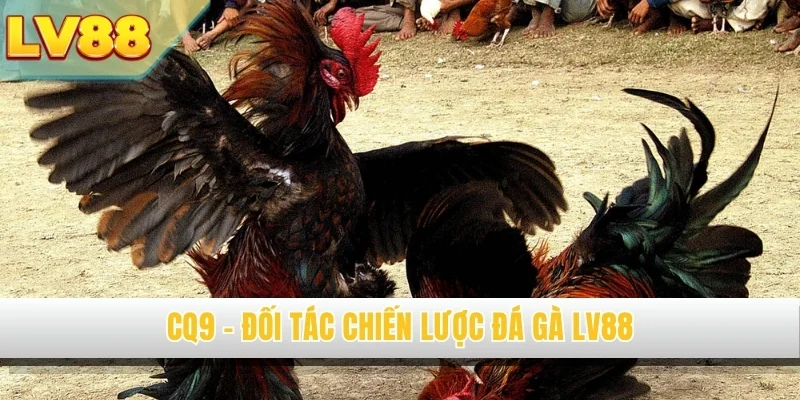 CQ9 - Đối tác chiến lược đá gà LV88