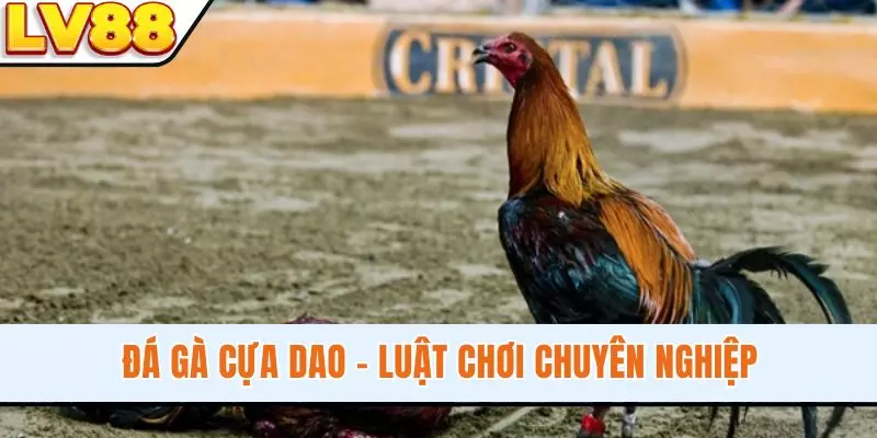 Đá Gà Cựa Dao - Luật Chơi Chuyên Nghiệp, Săn Thưởng Tiện Lợi