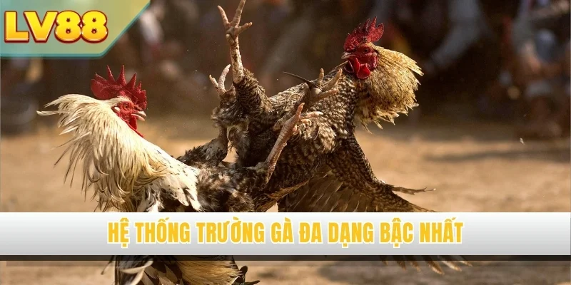 Hệ thống trường gà đa dạng bậc nhất