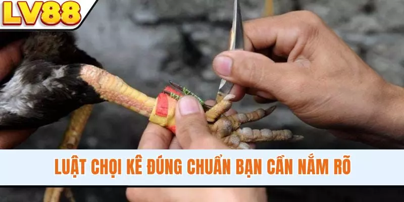 Luật chọi kê đúng chuẩn bạn cần nắm rõ