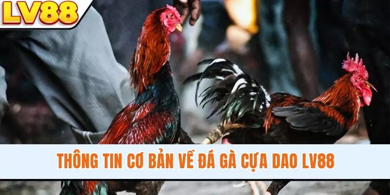 Thông tin cơ bản về đá gà cựa dao LV88